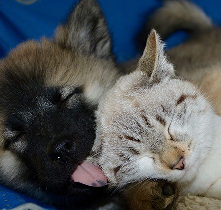 Nos Services Clinique Veterinaire Les Allobroges