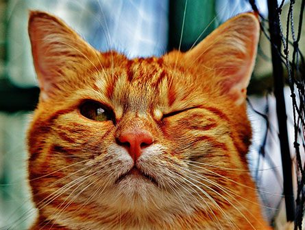 Nos Services Clinique Veterinaire Les Allobroges